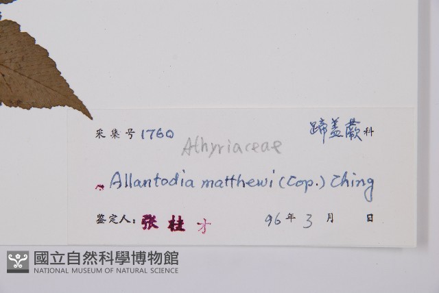 闊葉短腸蕨藏品圖，第3張