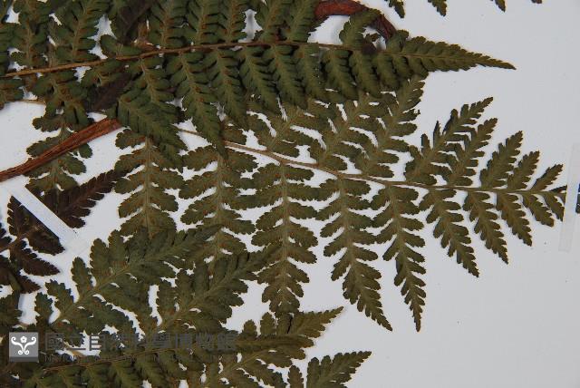 東北角蕨藏品圖，第3張