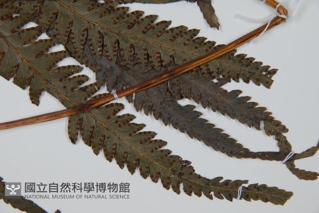 光葉鱗蓋蕨藏品圖，第3張