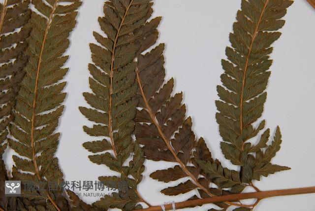 粗毛鱗蓋蕨藏品圖，第3張