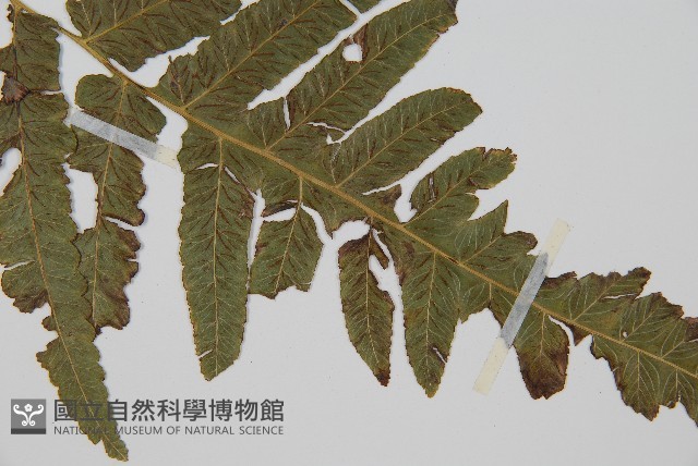 毛柄短腸蕨藏品圖，第3張