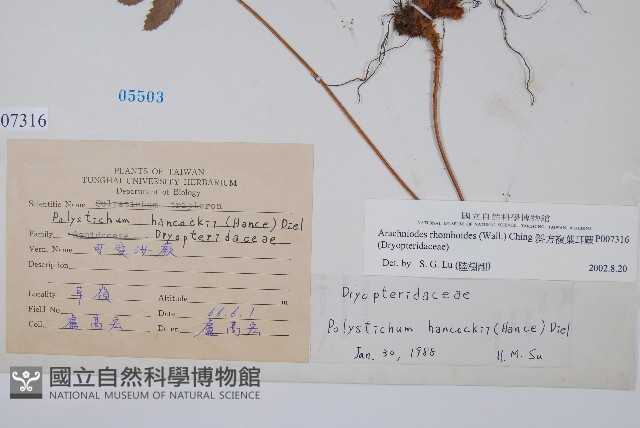 斜方複葉耳蕨藏品圖，第2張