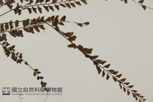 愛氏鐵線蕨藏品圖，第3張