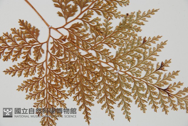 海州骨碎補藏品圖，第3張