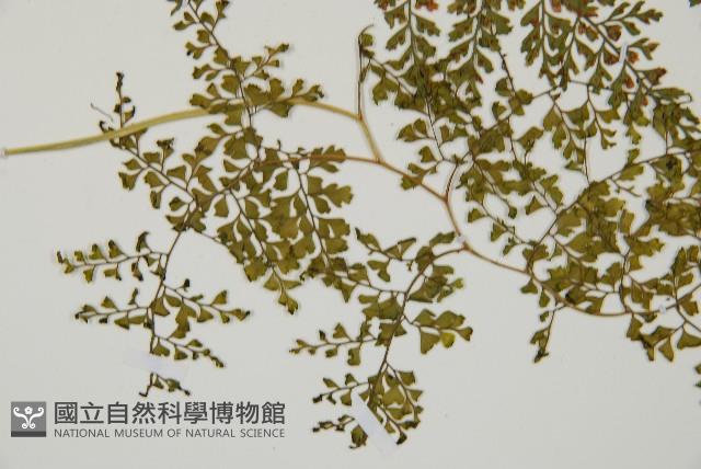 彎柄假複葉耳蕨藏品圖，第3張