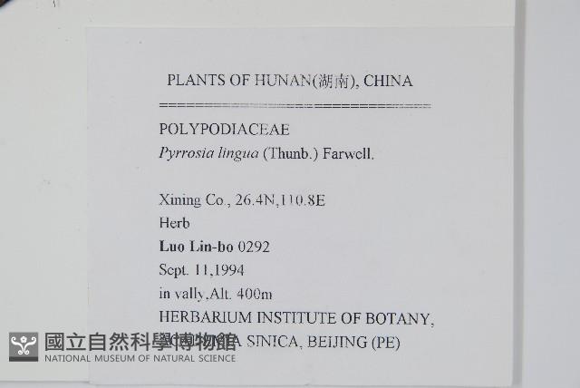 石葦藏品圖，第2張