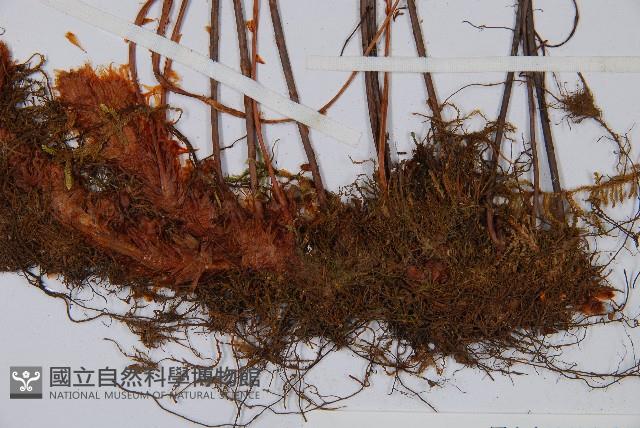 宿枝小膜蓋蕨藏品圖，第6張