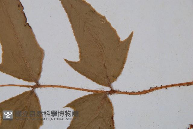 細齒貫眾蕨藏品圖，第3張