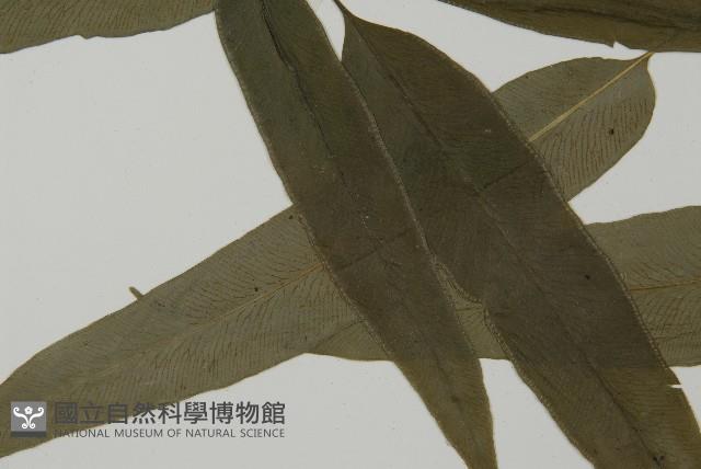 日本鳳丫蕨藏品圖，第3張