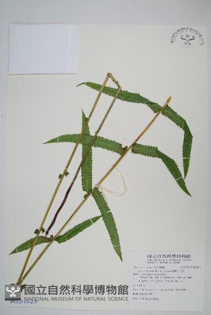 密腺小毛蕨藏品圖，第2張