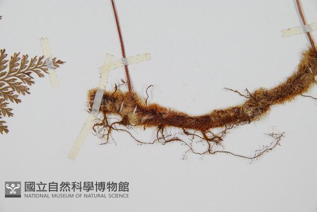 海州骨碎補藏品圖，第3張