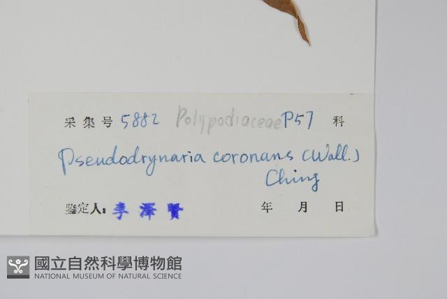 崖薑蕨藏品圖，第2張