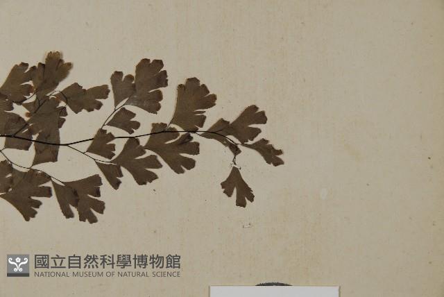 鐵線蕨藏品圖，第3張