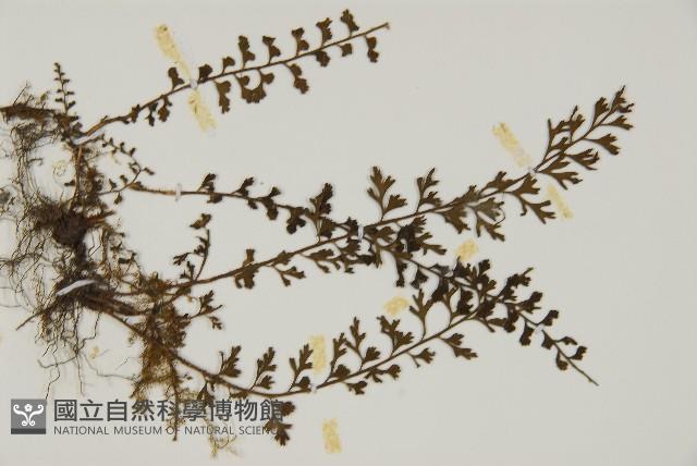 骨碎補鐵角蕨藏品圖，第3張