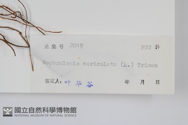 腎蕨藏品圖，第2張