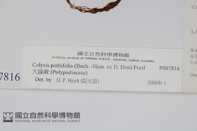 大線蕨藏品圖，第2張