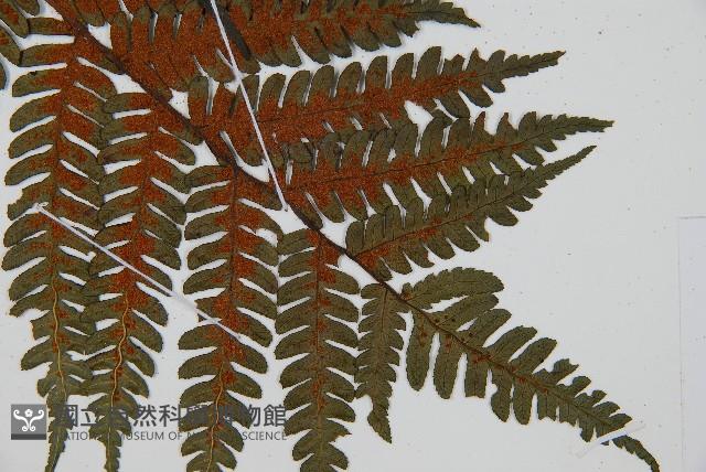 蘭嶼筆筒樹、蘭嶼桫欏藏品圖，第6張