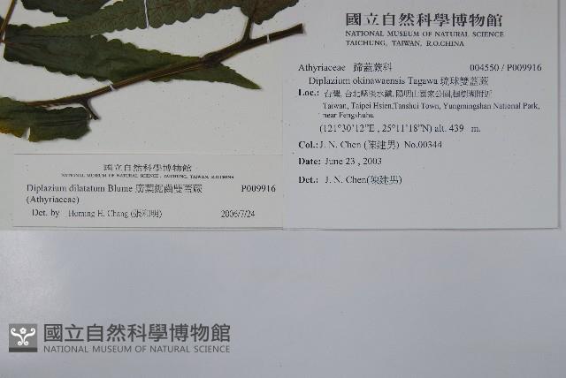 廣葉鋸齒雙蓋蕨藏品圖，第2張