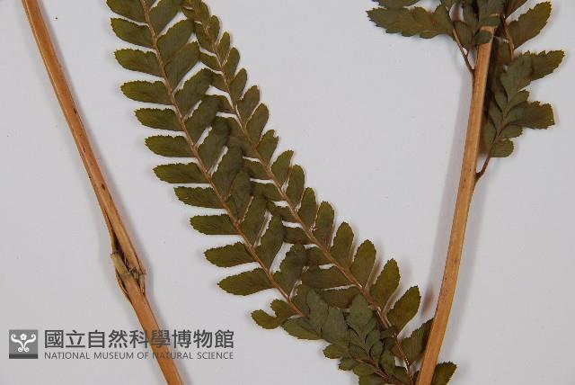 粗毛鱗蓋蕨藏品圖，第3張