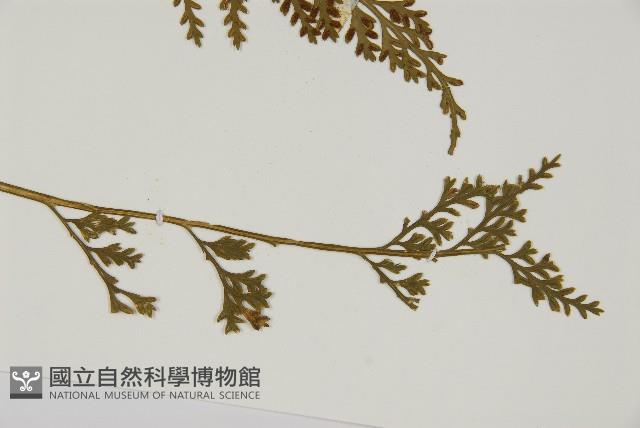 骨碎補鐵角蕨藏品圖，第3張