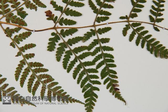 假冷蕨藏品圖，第3張