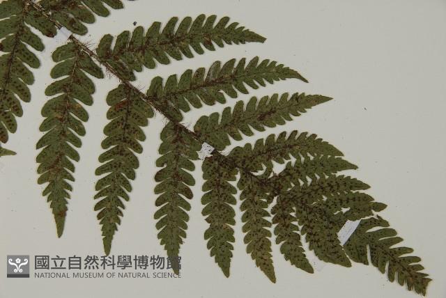 愛德氏肋毛蕨藏品圖，第3張