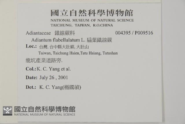 扇葉鐵線蕨藏品圖，第1張