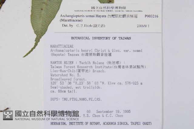 台灣原始觀音座蓮藏品圖，第2張