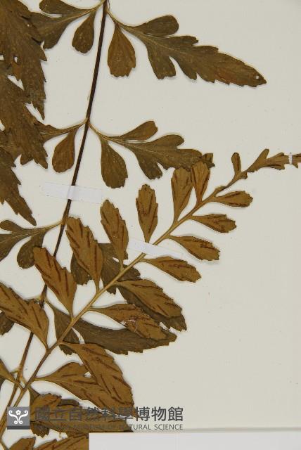 裂葉鐵角蕨藏品圖，第3張