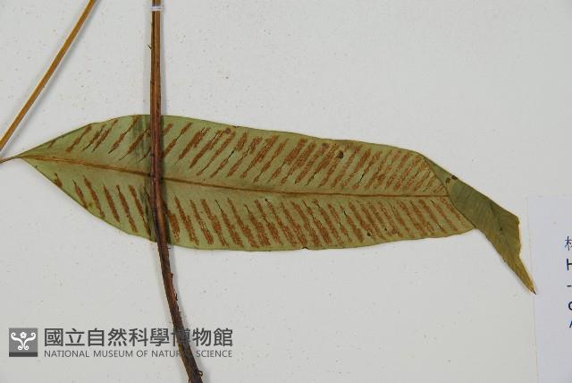 隱脈細柄雙蓋蕨藏品圖，第6張