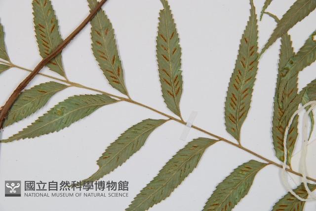 蘭嶼鐵角蕨藏品圖，第3張