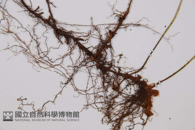 登錄號:P003156藏品圖，第3張