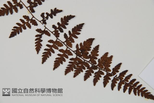 宿蹄蓋蕨藏品圖，第3張