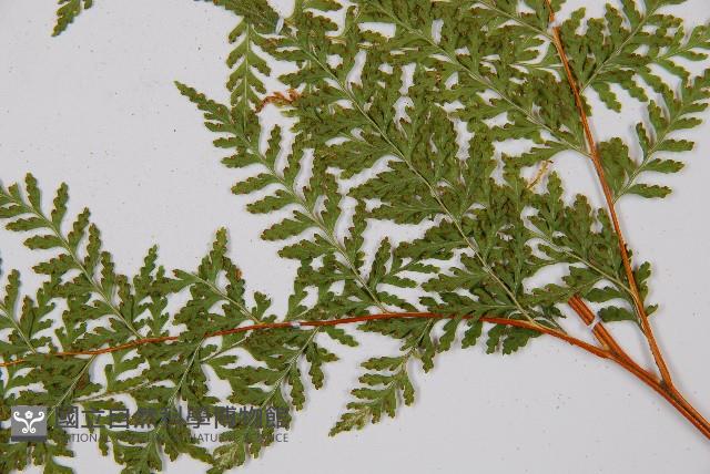 碗蕨藏品圖，第6張