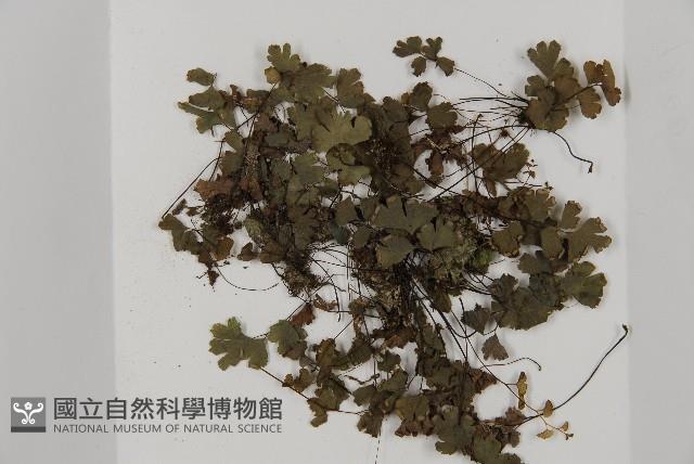 鐵線蕨藏品圖，第3張