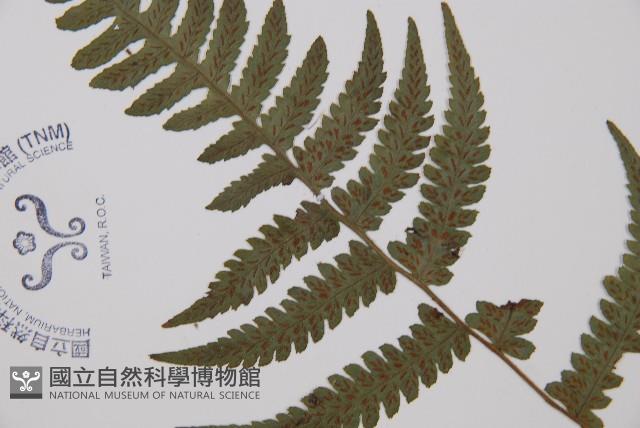 毛軸假蹄蓋蕨藏品圖，第3張