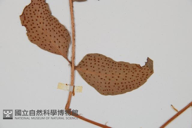 披針貫眾蕨藏品圖，第3張