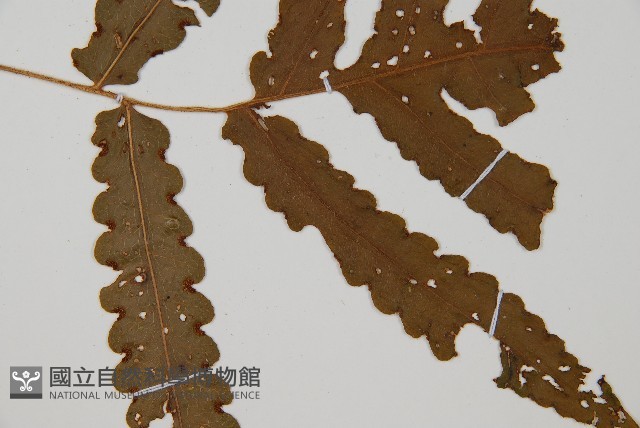 登錄號:P010056藏品圖，第3張