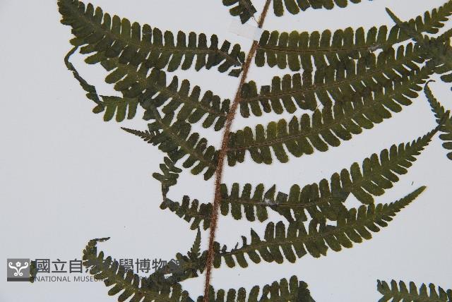 亞蹄蓋蕨藏品圖，第3張