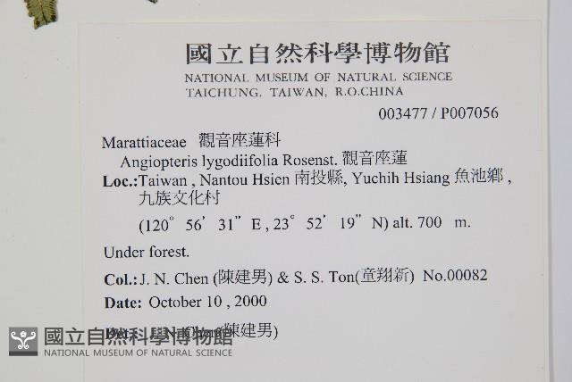 觀音座蓮藏品圖，第2張