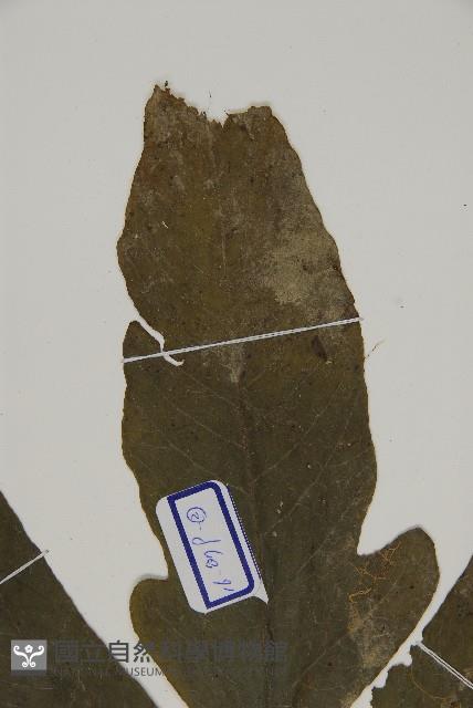 三叉蕨藏品圖，第3張