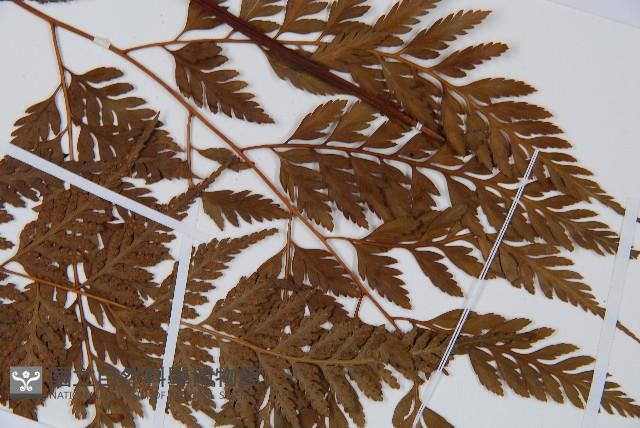 大葉骨碎補、台灣骨碎補、骨碎補藏品圖，第3張