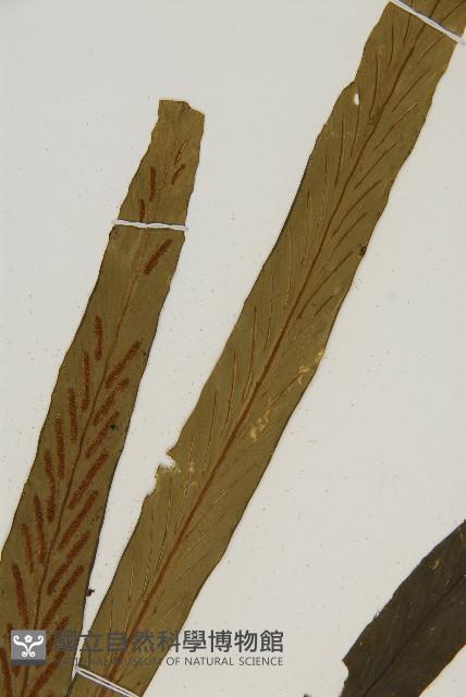 劍葉鐵角蕨、箭葉鐵角蕨藏品圖，第3張