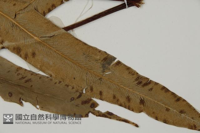 日本鳳丫蕨藏品圖，第3張