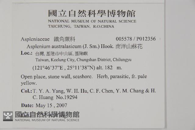 南洋山蘇花藏品圖，第2張