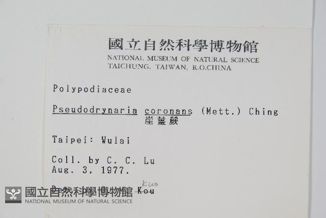 崖薑蕨藏品圖，第2張