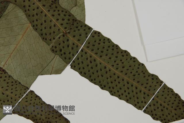 翅柄三叉蕨藏品圖，第3張