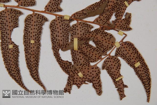 貫眾蕨藏品圖，第3張