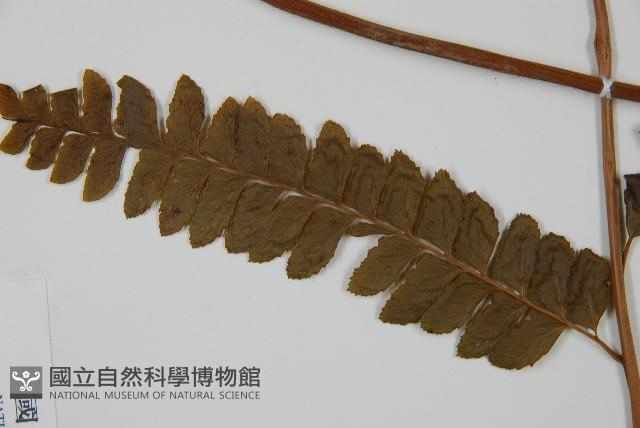 羽葉鱗蓋蕨藏品圖，第3張