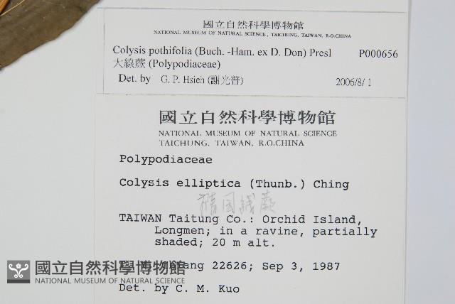 大線蕨藏品圖，第2張